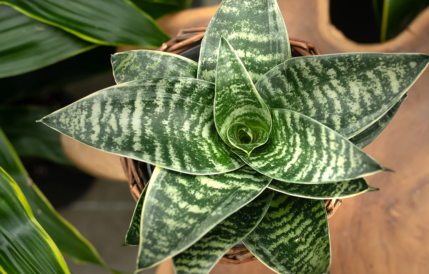 You are currently viewing From Wilted to Thriving: What a Snake Plant Taught Me About Hope, Patience, and Growth