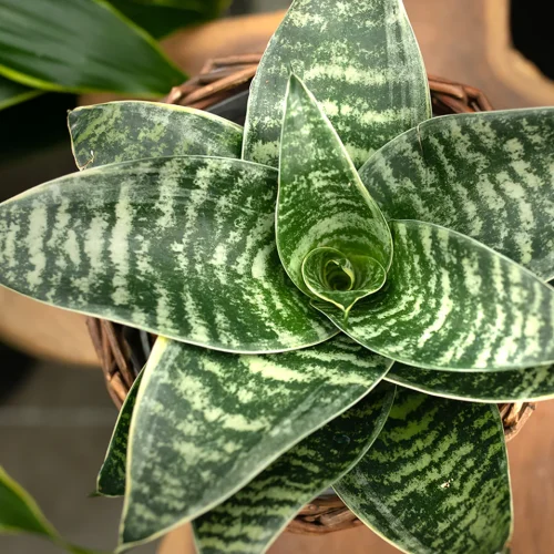 From Wilted to Thriving: What a Snake Plant Taught Me About Hope, Patience, and Growth